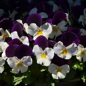 Viola cornuta 'White Purple Wing' 