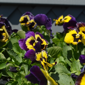 Viola x wittrockiana 'Plus Yellow Purple Wing' 