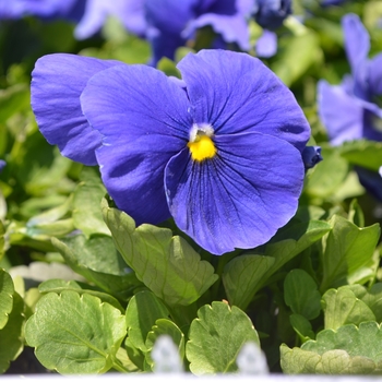 Viola x wittrockiana Inspire® 'Plus True Blue'