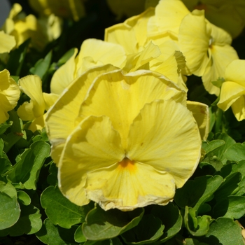 Viola x wittrockiana Inspire® 'Plus Lemon'