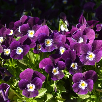 Viola cornuta 'Purple White Face' 