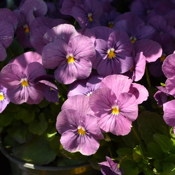 Viola cornuta 'Pink' 
