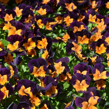 Viola cornuta 'Orange Purple Wing' 