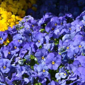 Viola cornuta 'Blue' 