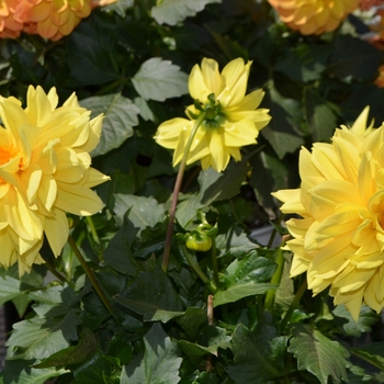 Dahlia x hortensis Lubega® XL 'Yellow'
