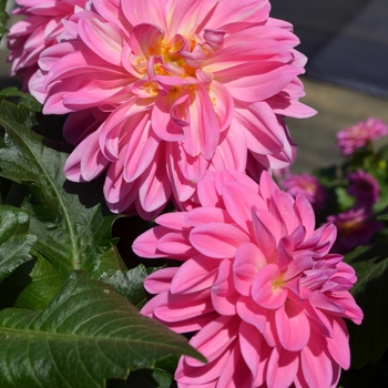 Dahlia x hortensis Lubega® XL 'Pink'