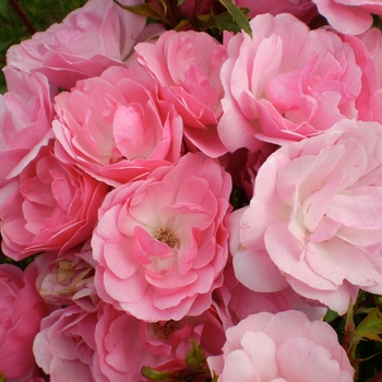 Rosa Easy Elegance® Pinktopia