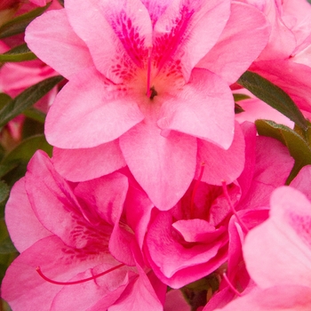 Rhododendron Evermore™ Light Pink