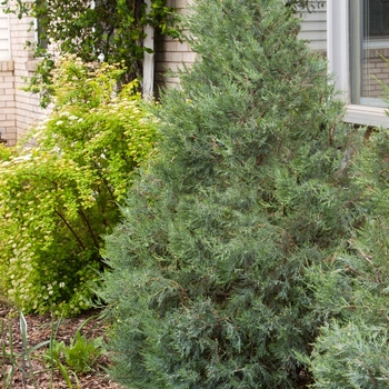 Juniperus scopulorum 'Bailigh' 