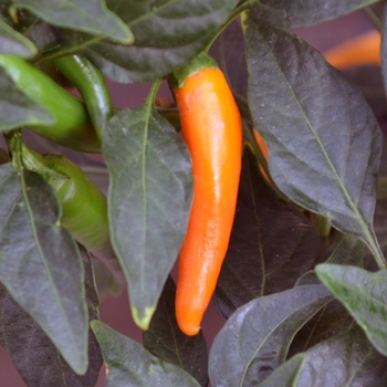 Capsicum annuum 'Hot Carrot'