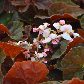 Begonia rhizomatous 'Autumn Ember' PPAF