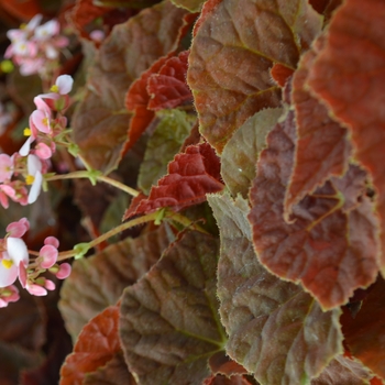 Begonia rhizomatous 'Autumn Ember'