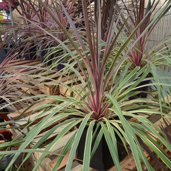 Cordyline 'Can Can' 