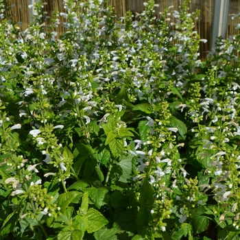 Salvia coccinea