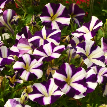 Petunia 'Purple' 