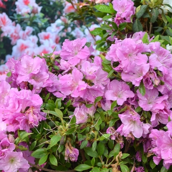 Rhododendron Encore® 'Autumn Lilac®'
