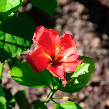 Hibiscus rosa-sinensis Tradewinds™ 'Mandarin Wind'