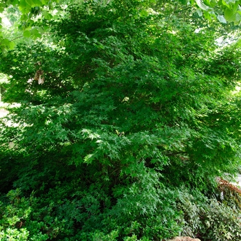 Acer palmatum 'Shindeshojo' 