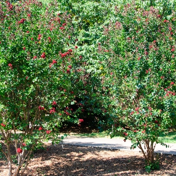 Lagerstroemia indica 'Siren Red®'