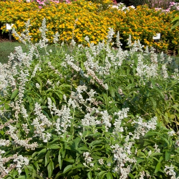 Salvia farinacea 'Evolution® White'