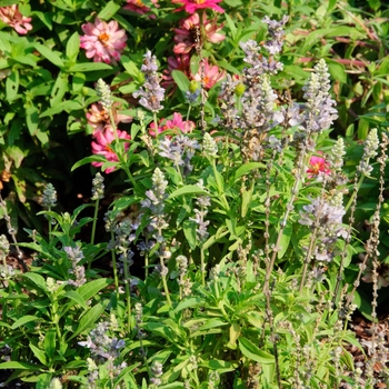 Salvia farinacea 'Lavender' 