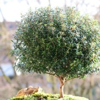 Myrtus communis 'Microphylla' 