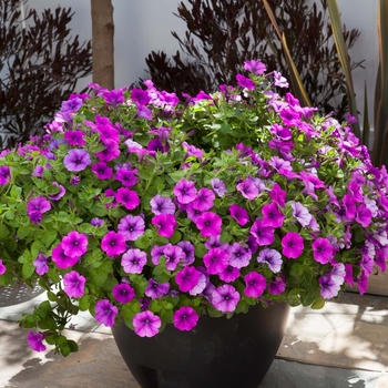 Petunia ColorWorks™ 'Violet Bouquet'