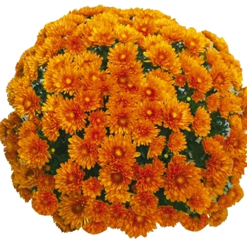 Chrysanthemum x morifolium 'Meridian Orange'