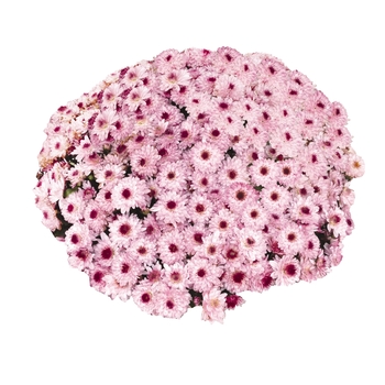 Chrysanthemum x morifolium 'Meridian Pink Bicolor' 