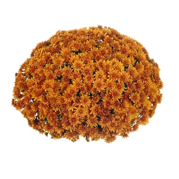 Chrysanthemum x morifolium Sunbeam 'Bronze'