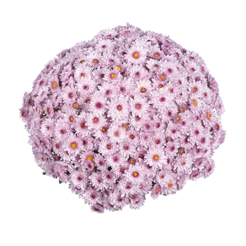 Chrysanthemum x morifolium Sunbeam 'Pink Bicolor'