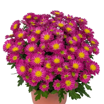 Chrysanthemum indicum 'Swifty Pink' 
