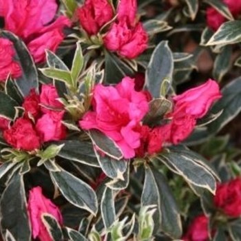 Rhododendron Girard Hybrid 'The Robe' 