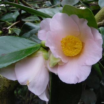 Camellia japonica 'Shin-akebono' 