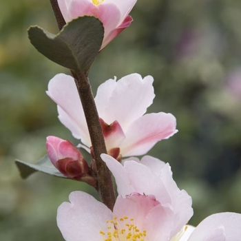 Camellia 'Fairy Blush' 