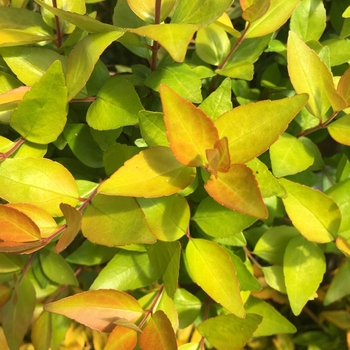 Abelia x grandiflora 'Twist of Lemon™'