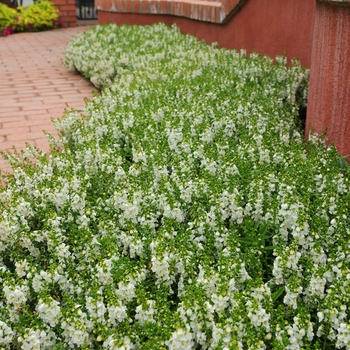 Angelonia angustifolia 'Whiteccc' 