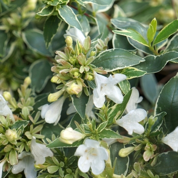 Abelia x grandiflora 'Twist of Vanilla™' PPAF