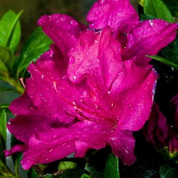 Rhododendron ReBloom™ 'Fuchsia Extravagance™'