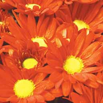 Chrysanthemum indicum 'Reno™ Bronze' 