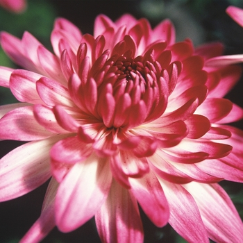 Chrysanthemum indicum 'Delano™ Spring Pink Bicolor'