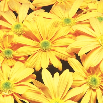 Chrysanthemum indicum 'Blush™ Orange'