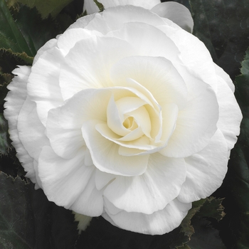 Begonia x tuberhybrida Go-Go™ 'White'