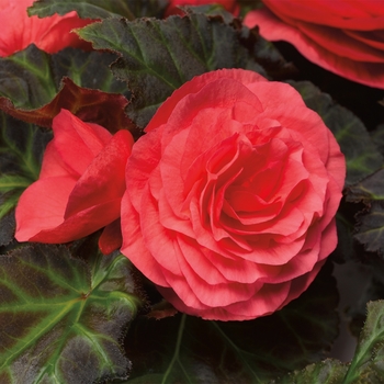 Begonia x tuberhybrida Go-Go™ 'Rose'