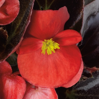 Begonia semperflorens 'Bronze Scarlet' 