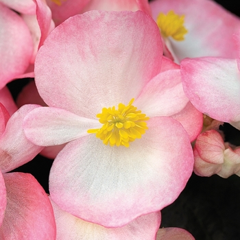 Begonia semperflorens 'Rose Bicolor' 