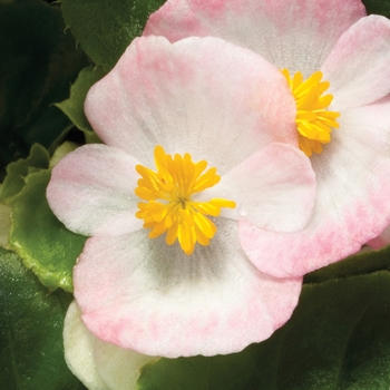Begonia semperflorens Bada Bing® 'Rose Bicolor'
