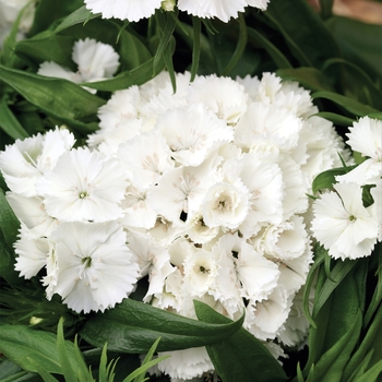 Dianthus barbatus Barbarini® 'White'