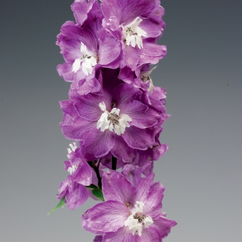 Delphinium elatum Excalibur™ 'Lilac Rose White Bee'