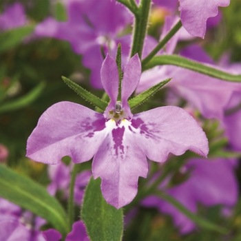 Lobelia erinus 'Heat Upright Purple' 
